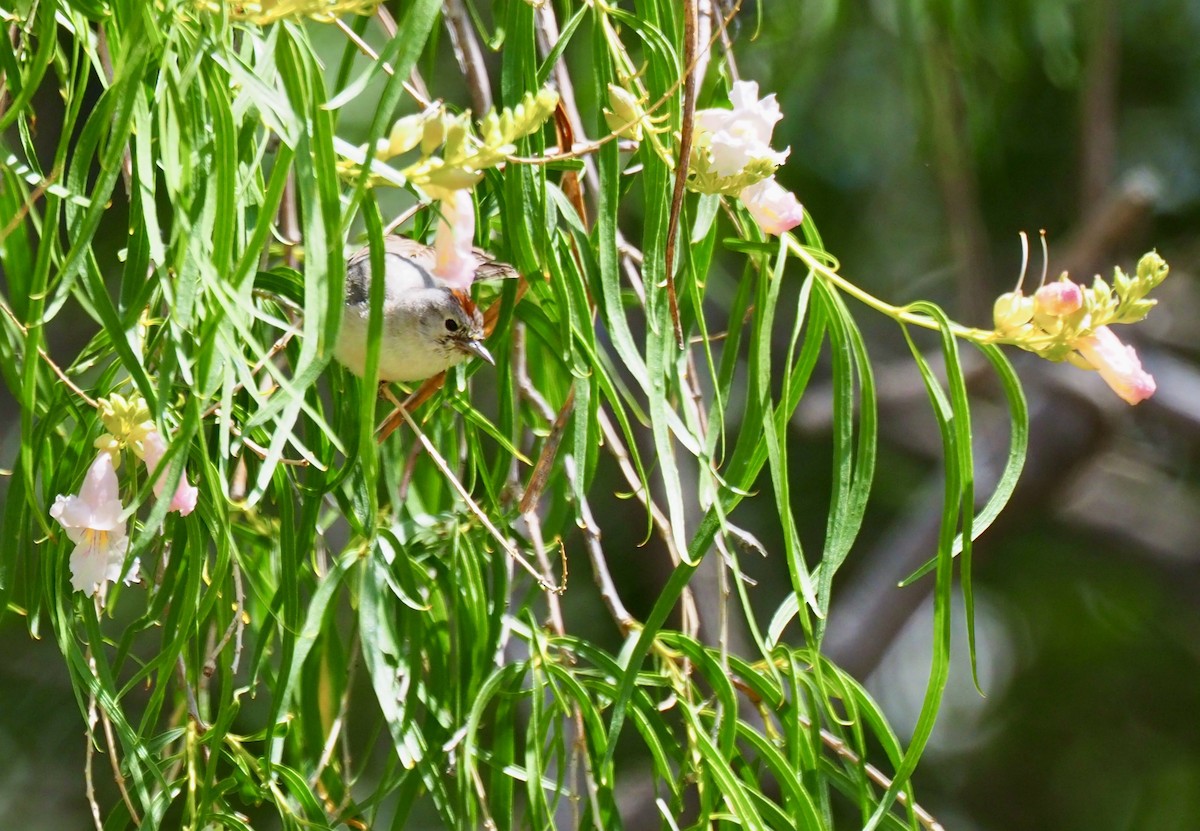 Lucy's Warbler - ML657930848