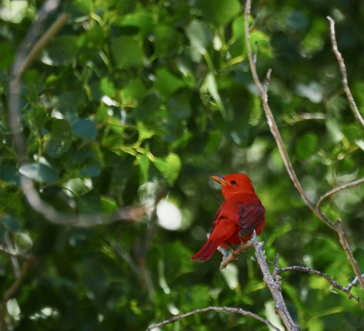 Summer Tanager - ML657930857