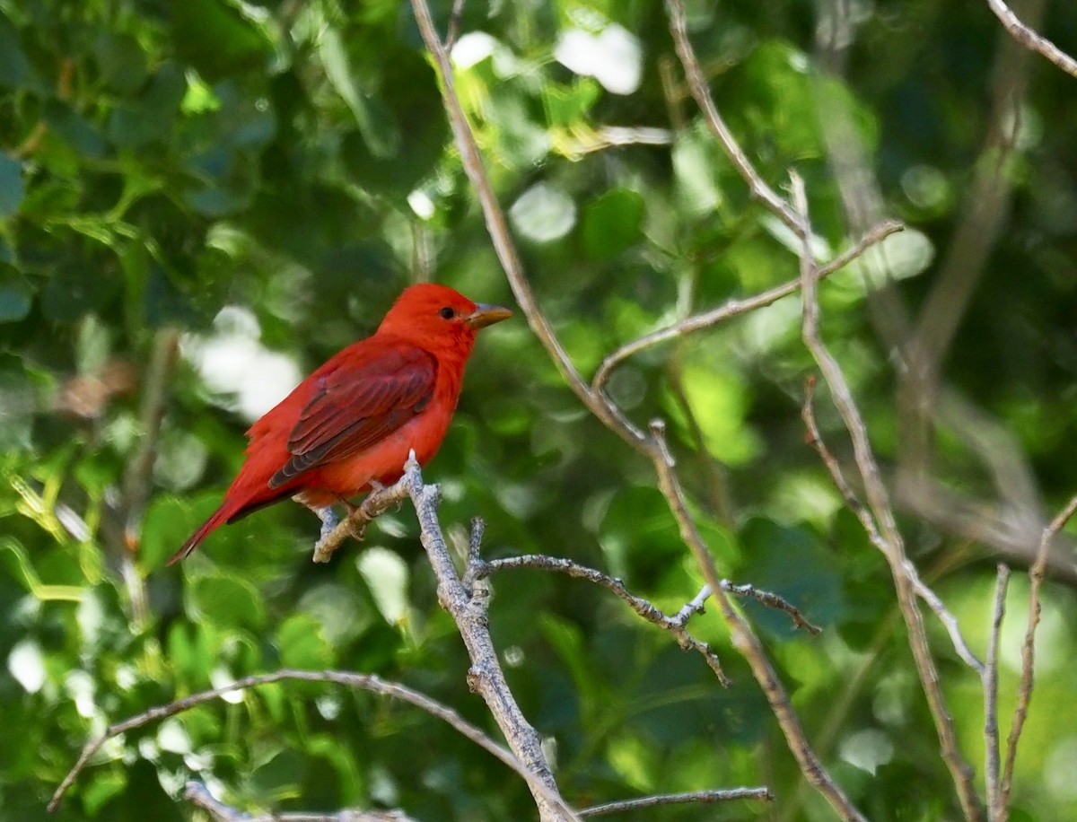 Summer Tanager - ML657930858