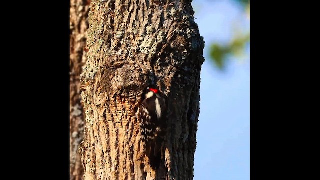 Downy Woodpecker - ML657930918