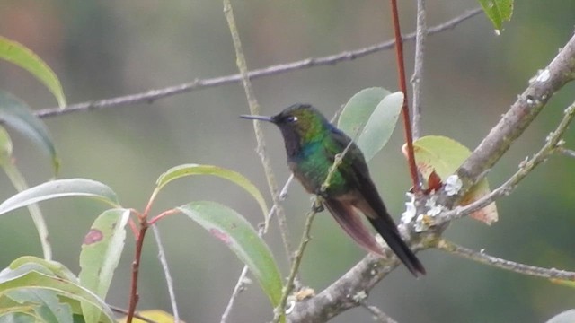 Purple-throated Sunangel - ML657931478