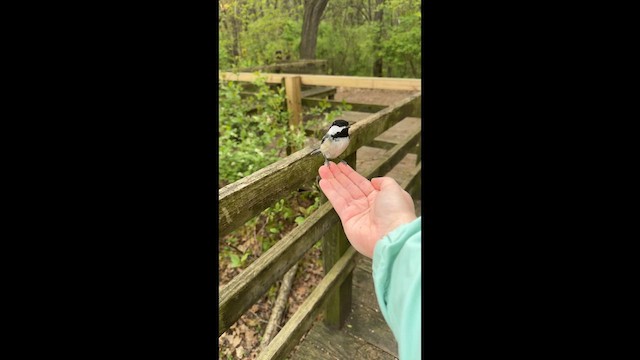 Black-capped Chickadee - ML657931807