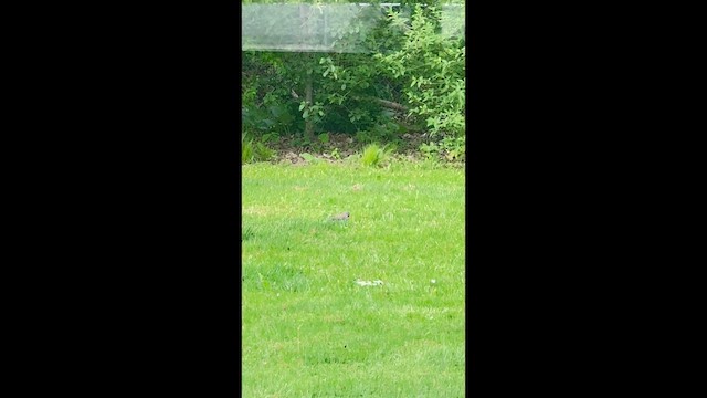 Northern Flicker - ML657931920