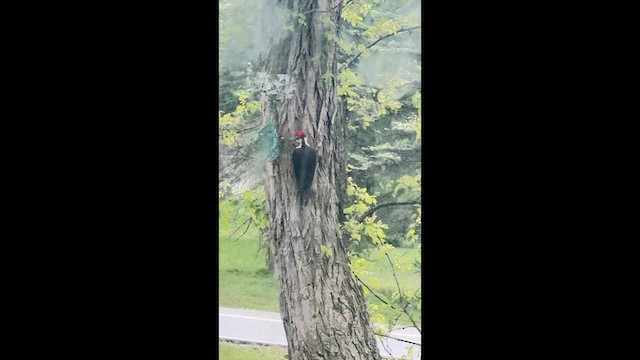 Pileated Woodpecker - ML657932359