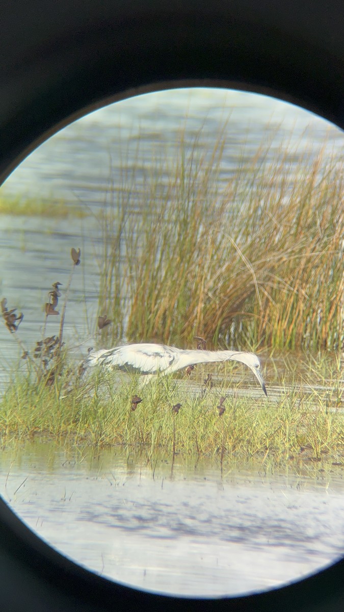 Little Blue Heron - ML657932593