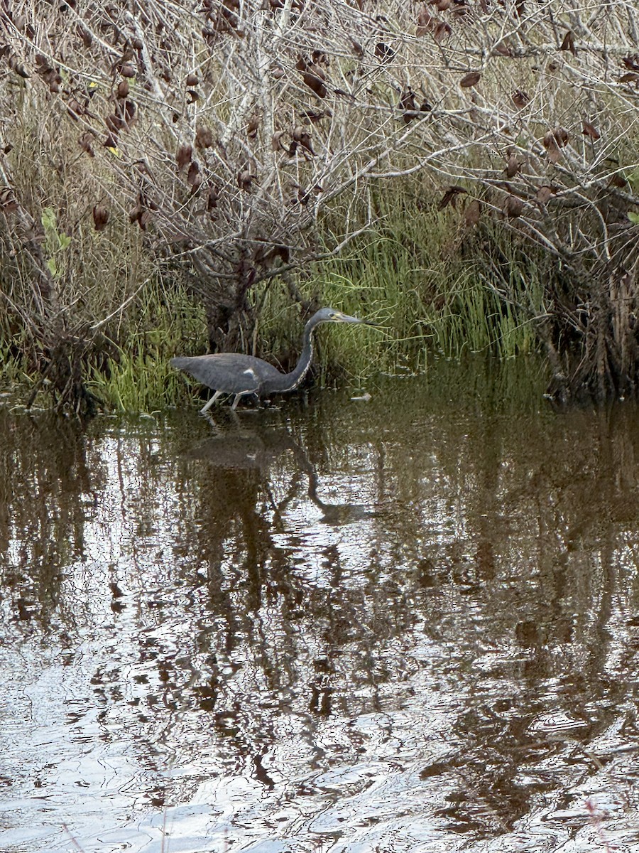 Tricolored Heron - ML657932788