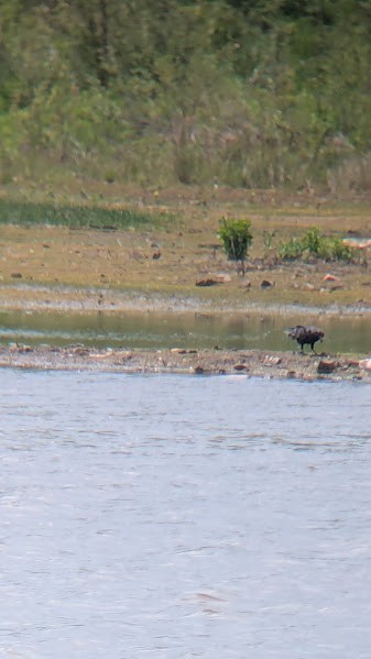 Fish Crow - ML657932803