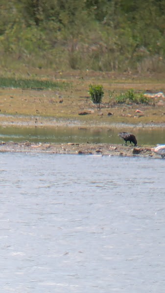 Fish Crow - ML657932811