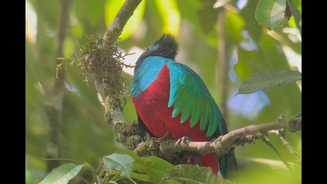 Resplendent Quetzal (Guatemalan) - ML657933040