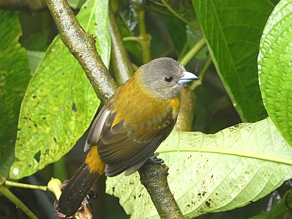 Scarlet-rumped Tanager - ML657933181