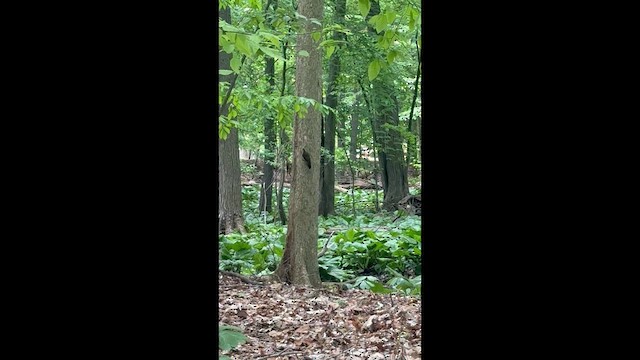 Northern Flicker - ML657933756