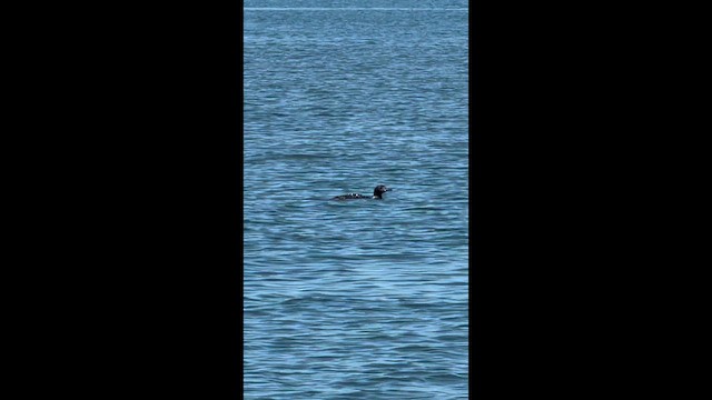 Common Loon - ML657933827