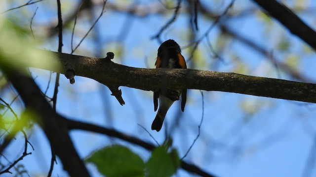 American Redstart - ML657933855