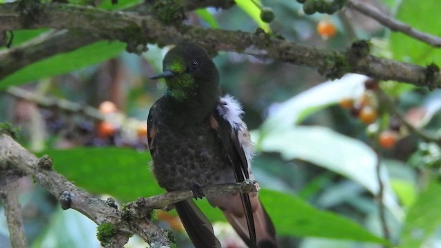 Buff-tailed Coronet - ML657933904