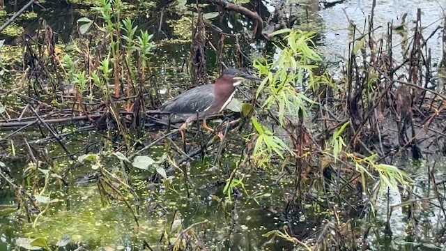 Green Heron - ML657933965