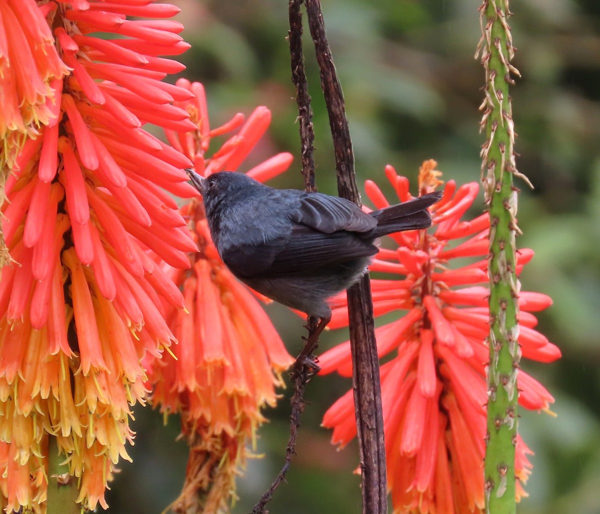 Slaty Flowerpiercer - ML657934028