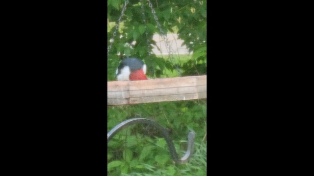 Red-headed Woodpecker - ML657934285