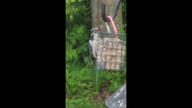 Hairy Woodpecker - ML657934309
