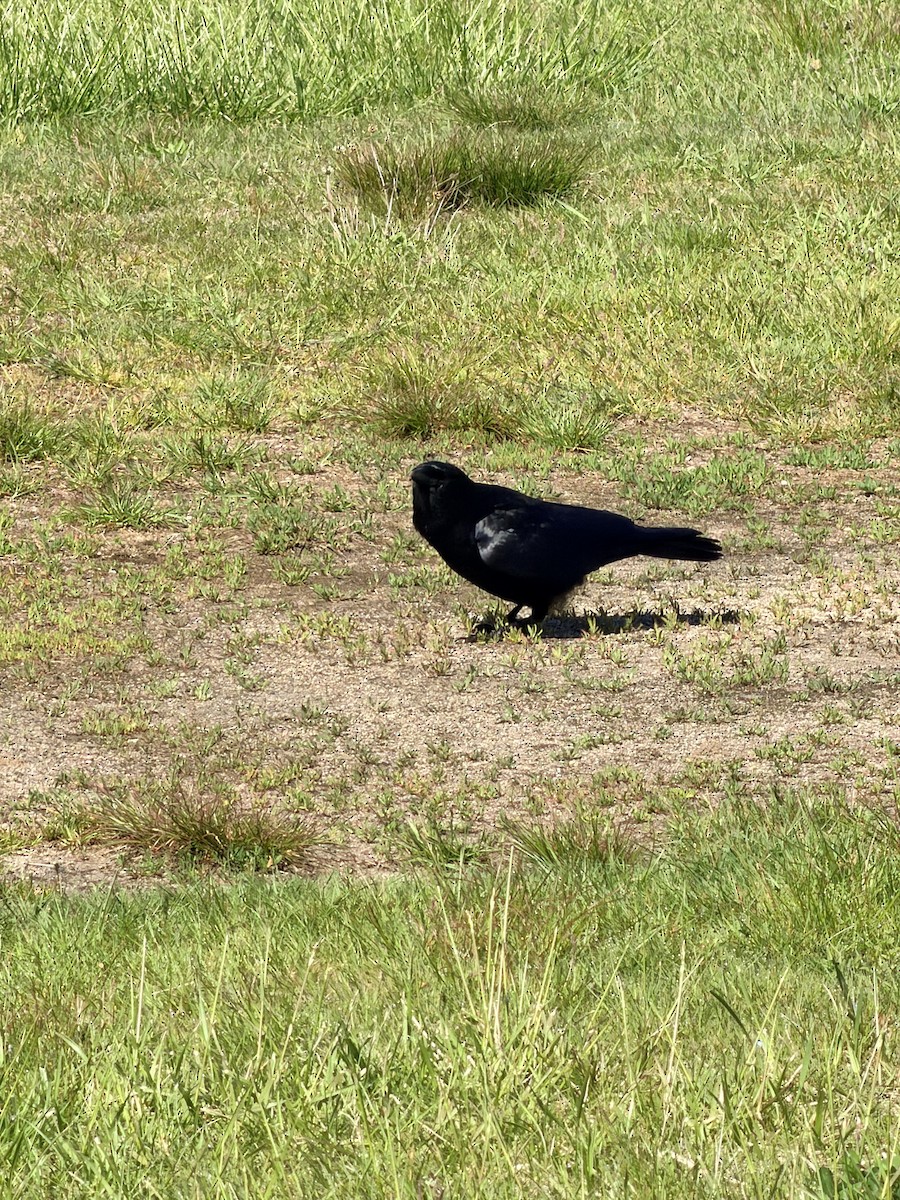 Fish Crow - ML657934355