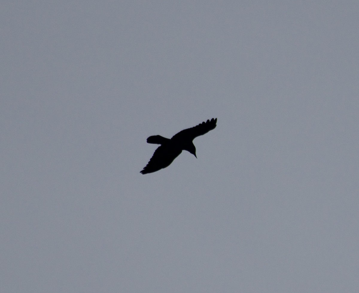 Fish Crow - ML657934840