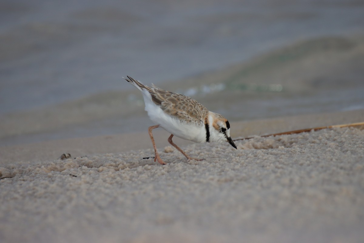 Collared Plover - Anarhynchus collaris - Media Search - Macaulay ...