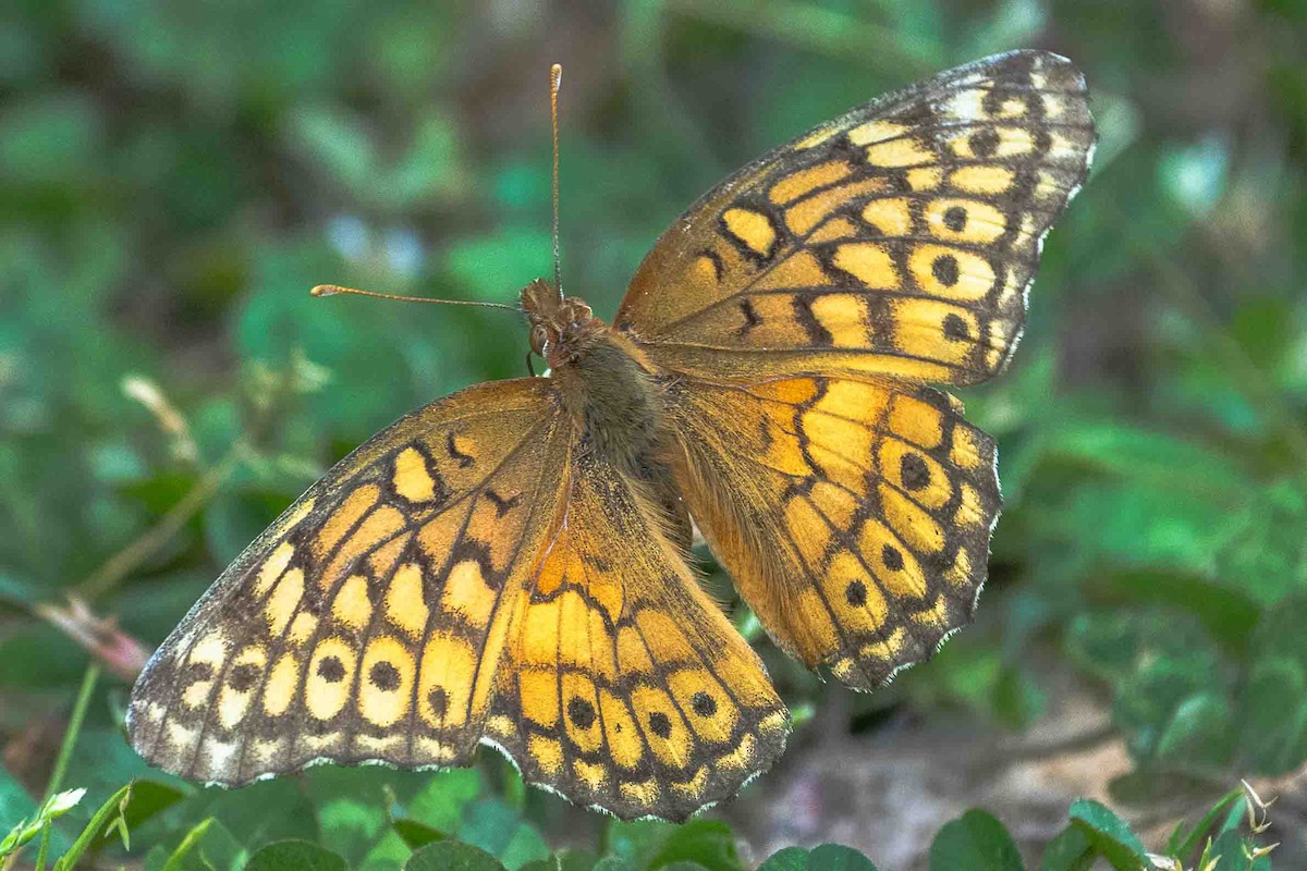 fritillaire panachée - ML657938015