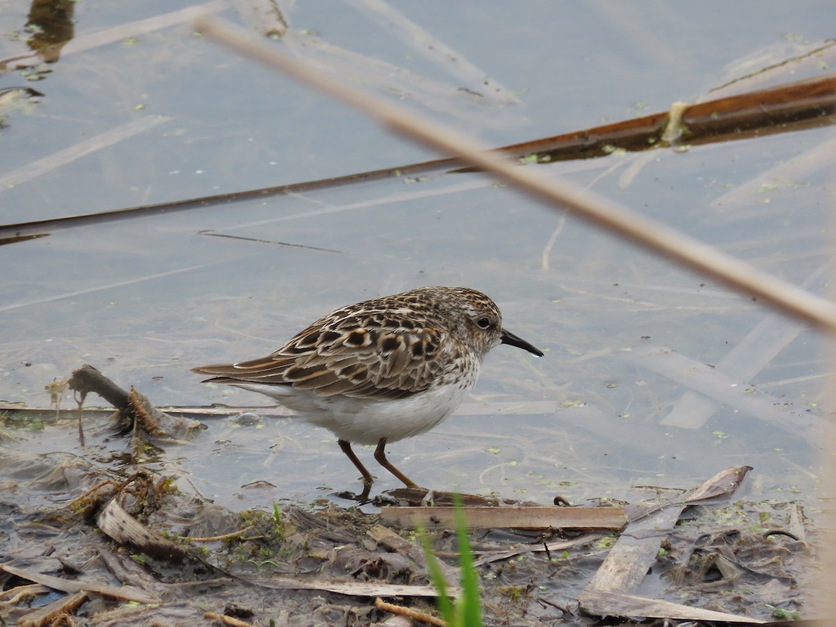 Least Sandpiper - ML657938145