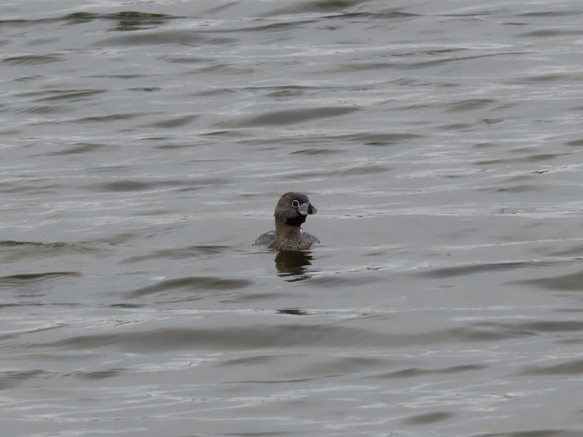 Pied-billed Grebe - ML657938161