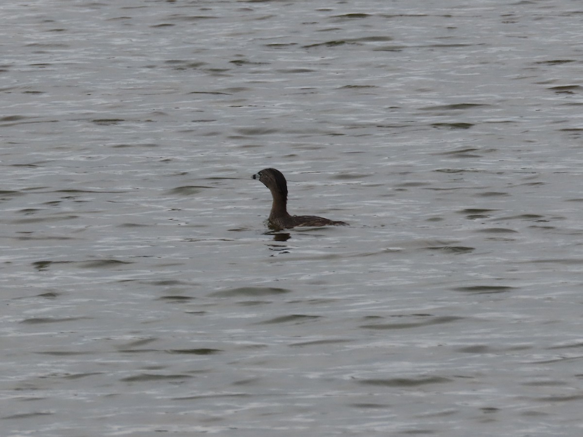 Pied-billed Grebe - ML657938162