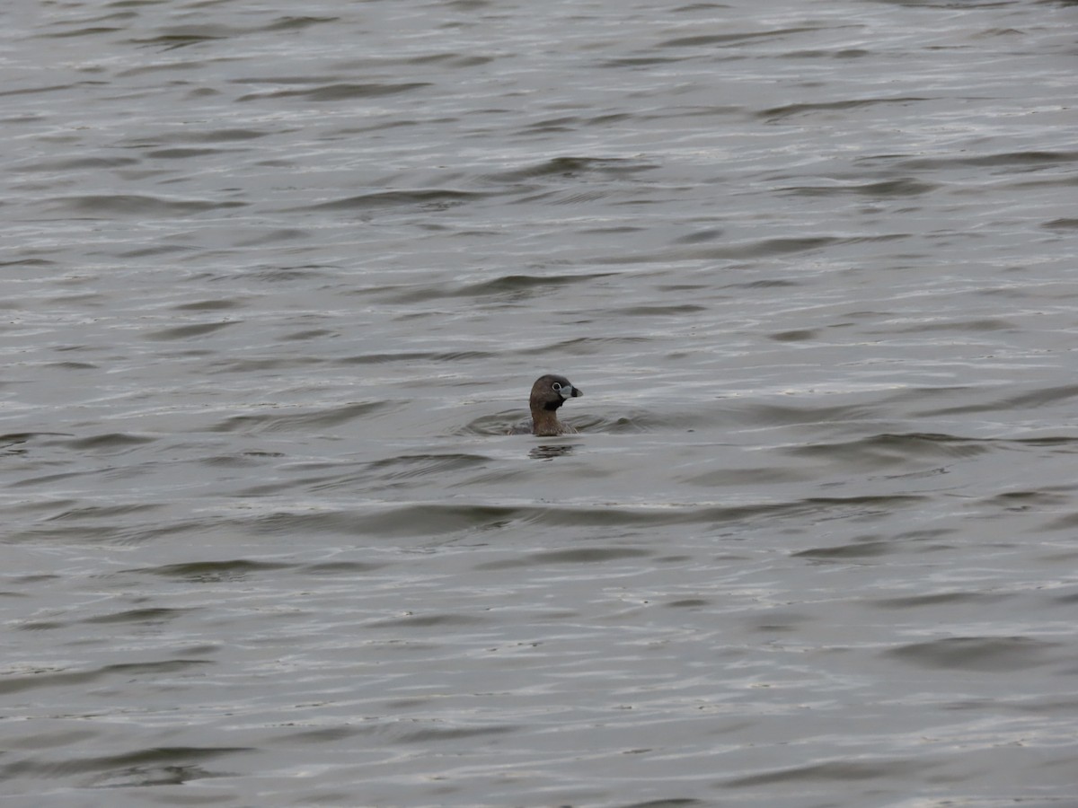 Pied-billed Grebe - ML657938163