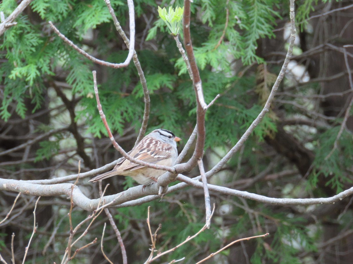 White-crowned Sparrow - ML657938201