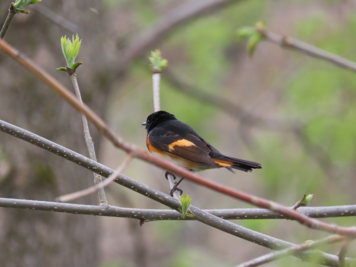 American Redstart - ML657938222