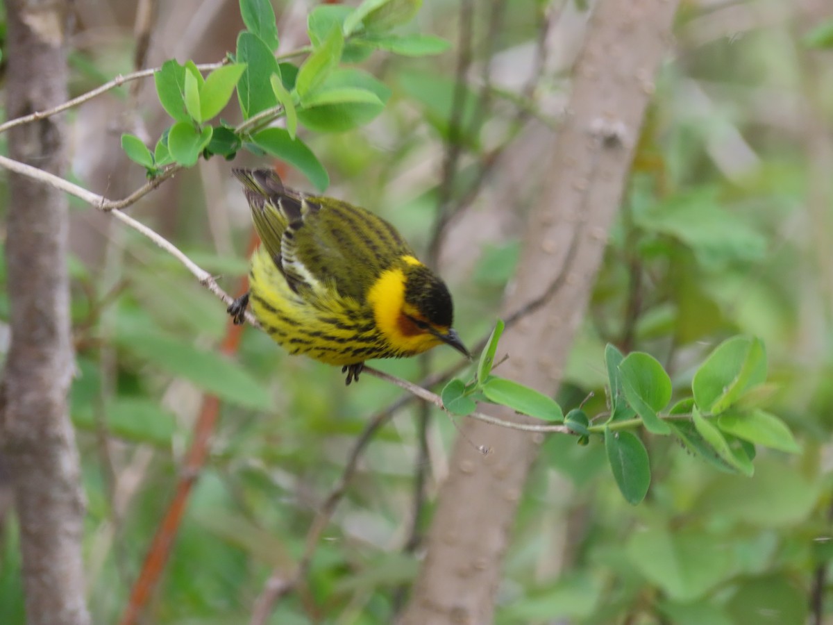 Cape May Warbler - ML657938265