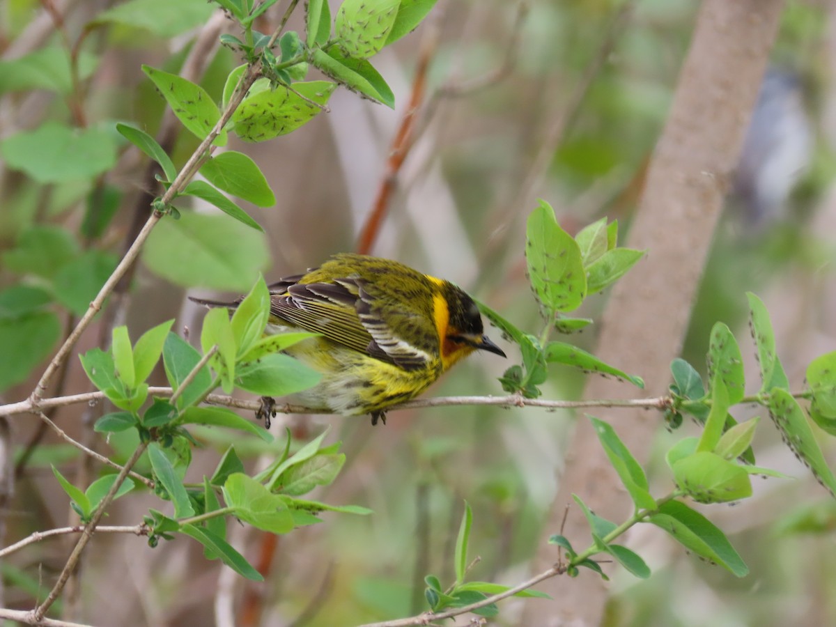 Cape May Warbler - ML657938266