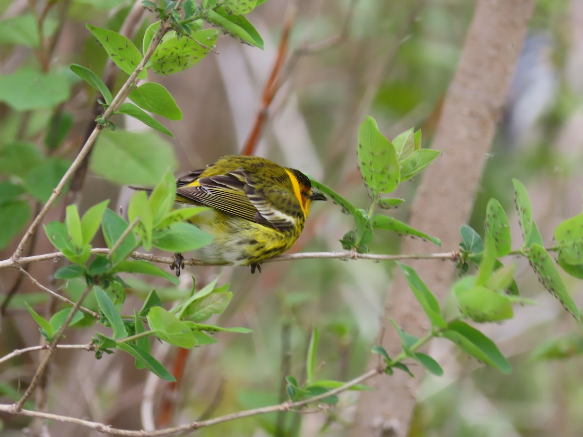 Cape May Warbler - ML657938267