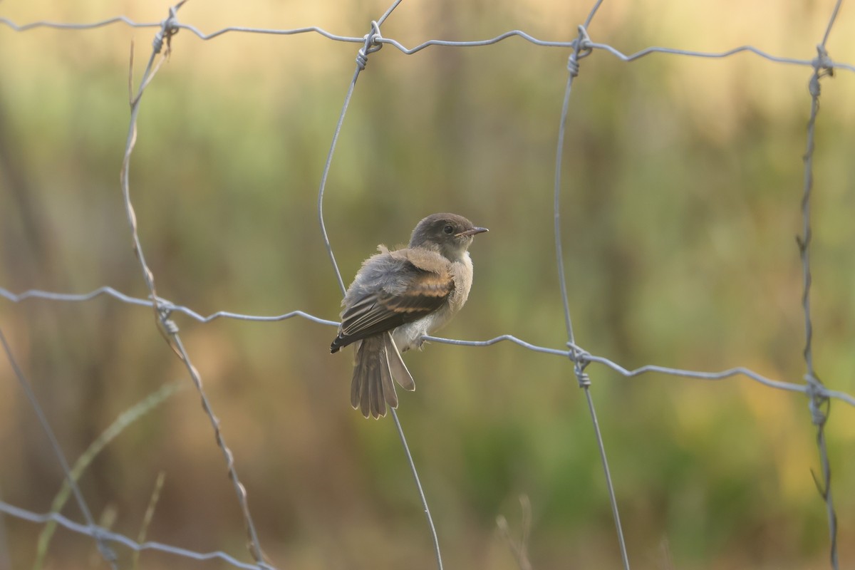 eBird Checklist - 29 Apr 2026 - Auburn University--Donald E. Davis ...