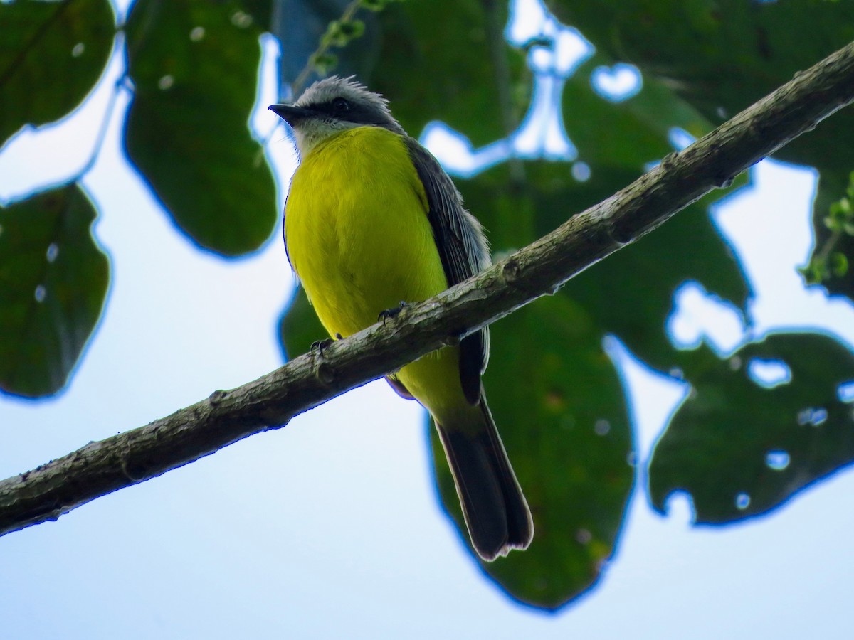 Tropical Kingbird - ML657938941