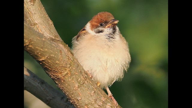 Eurasian Tree Sparrow - eBird