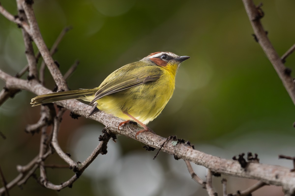 Chestnut-capped Warbler - ML657941269