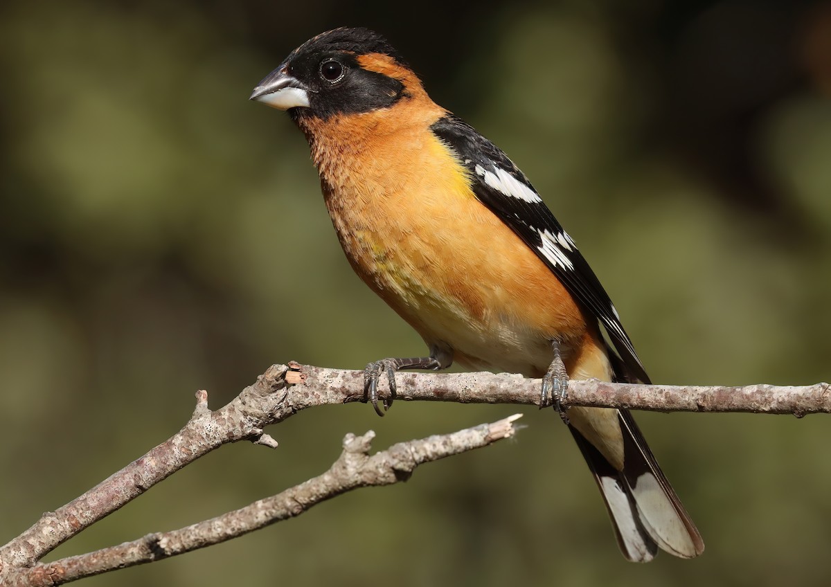 Black-headed Grosbeak - ML657941328