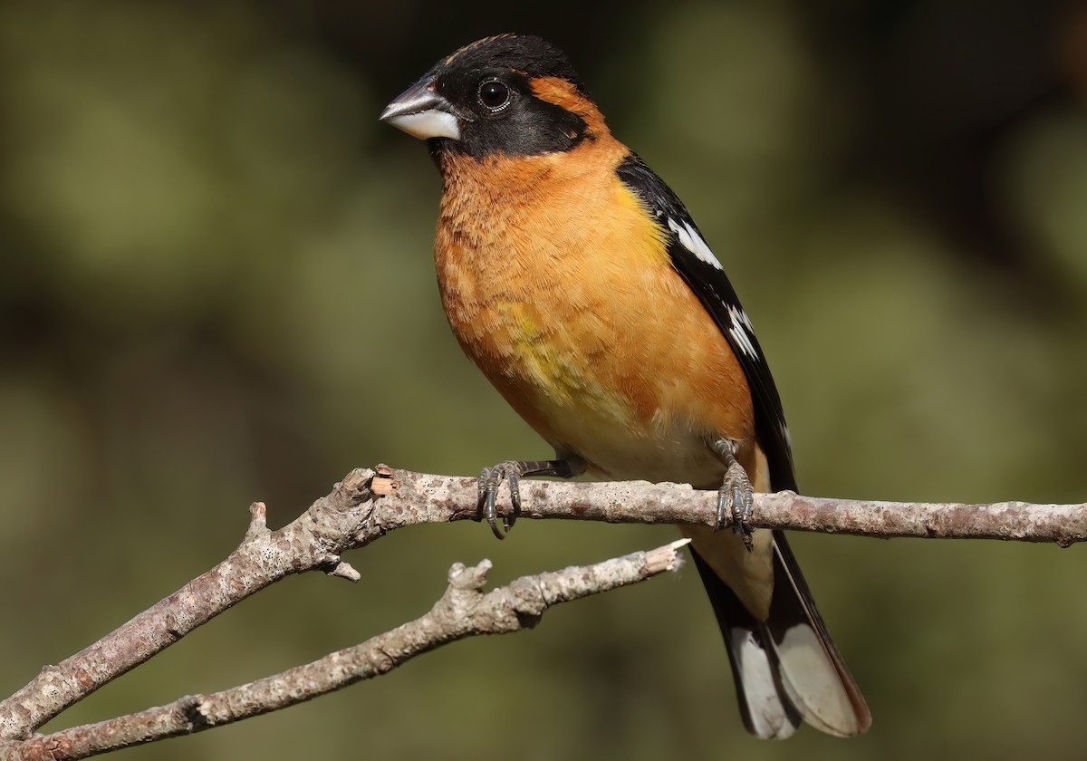 Black-headed Grosbeak - ML657941522