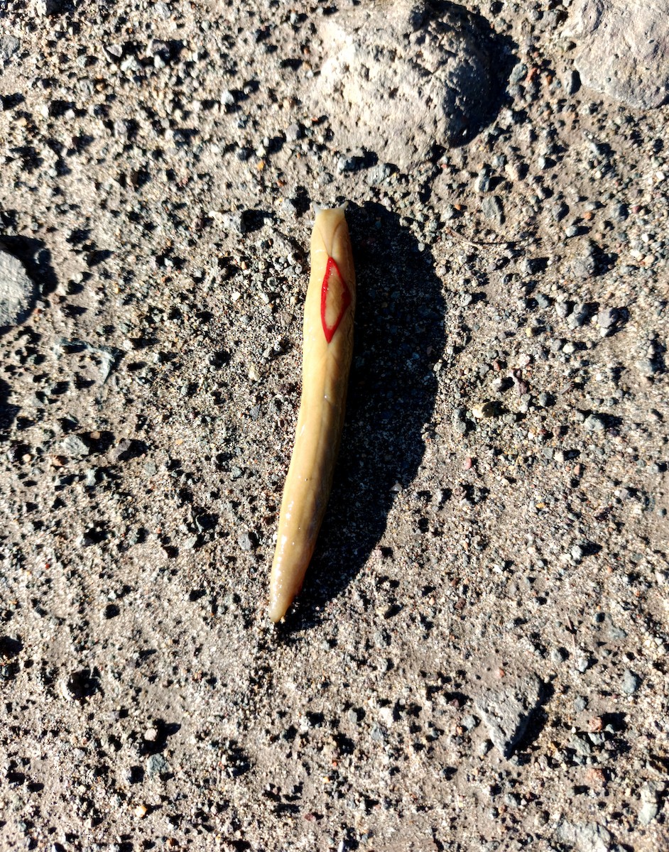 Red Triangle Slug - ML657942340