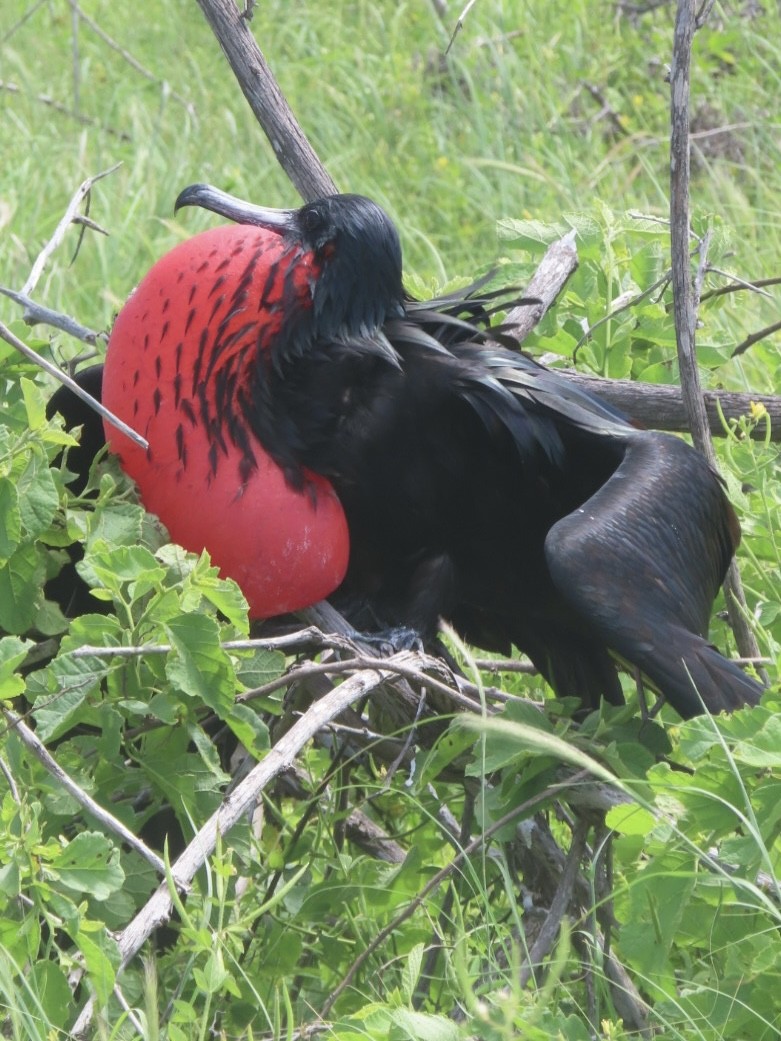 Great Frigatebird - ML657942469