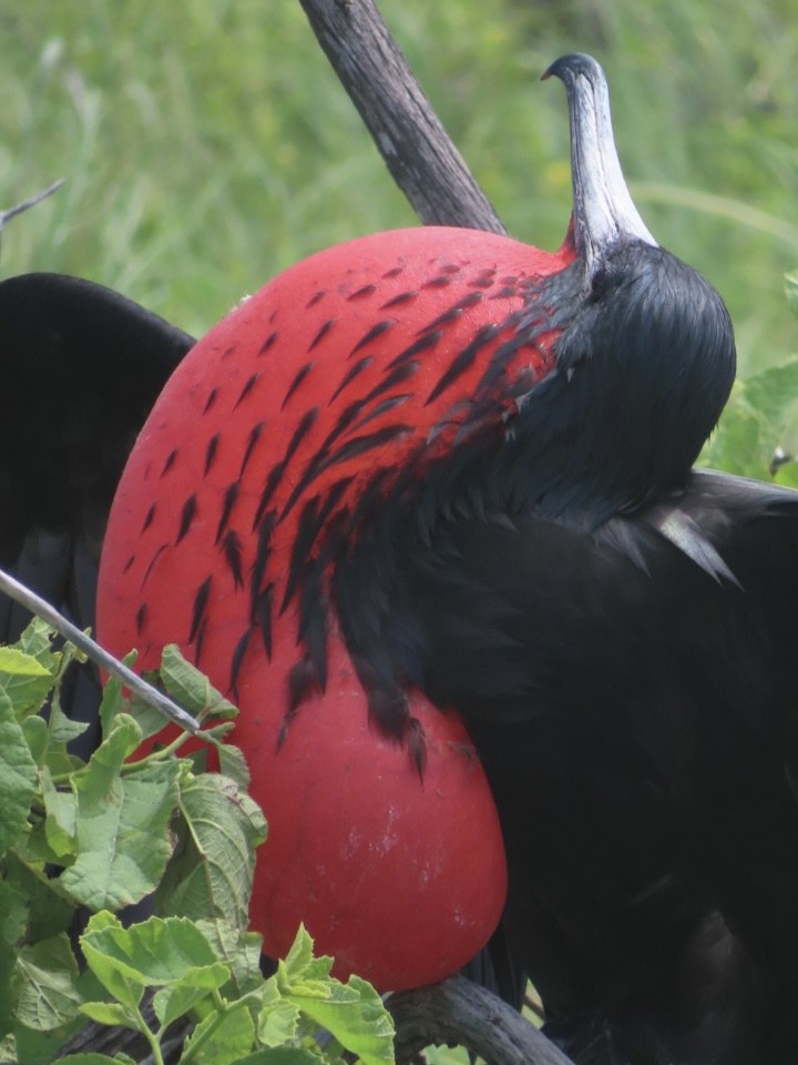 Great Frigatebird - ML657942470