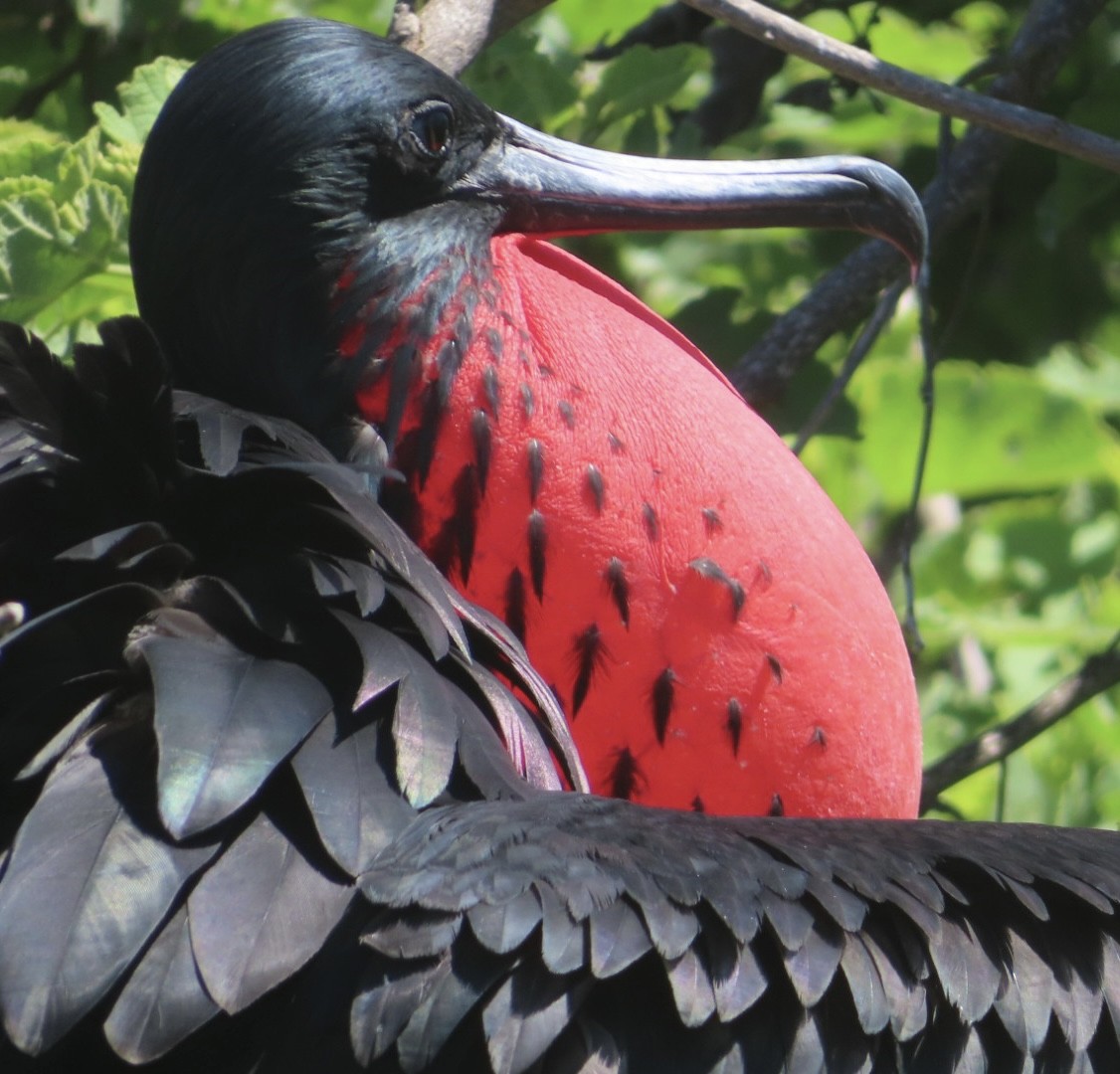 Great Frigatebird - ML657942471