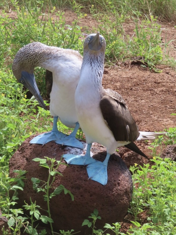 Blue-footed Booby - ML657942491