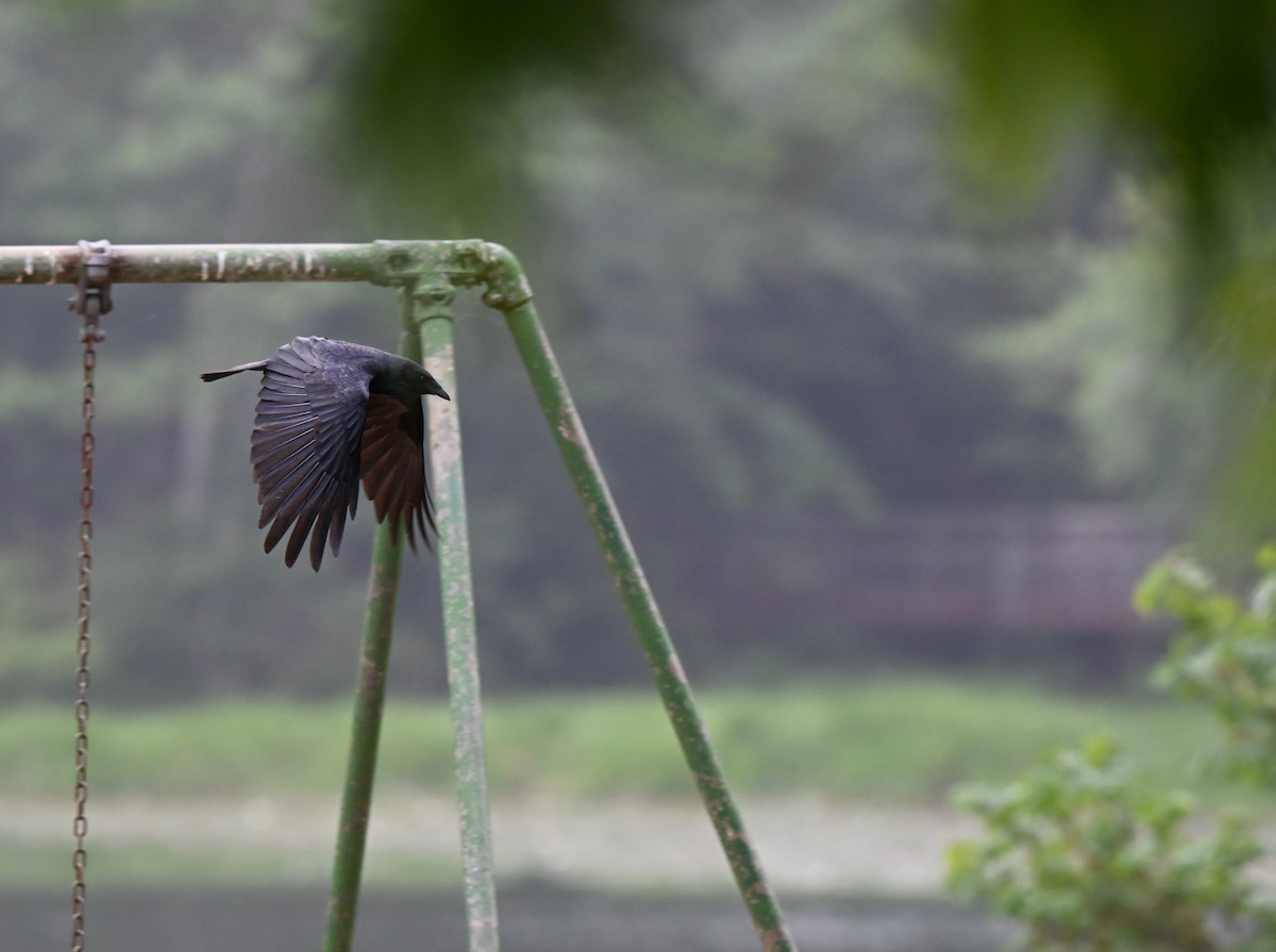 Fish Crow - ML657942641