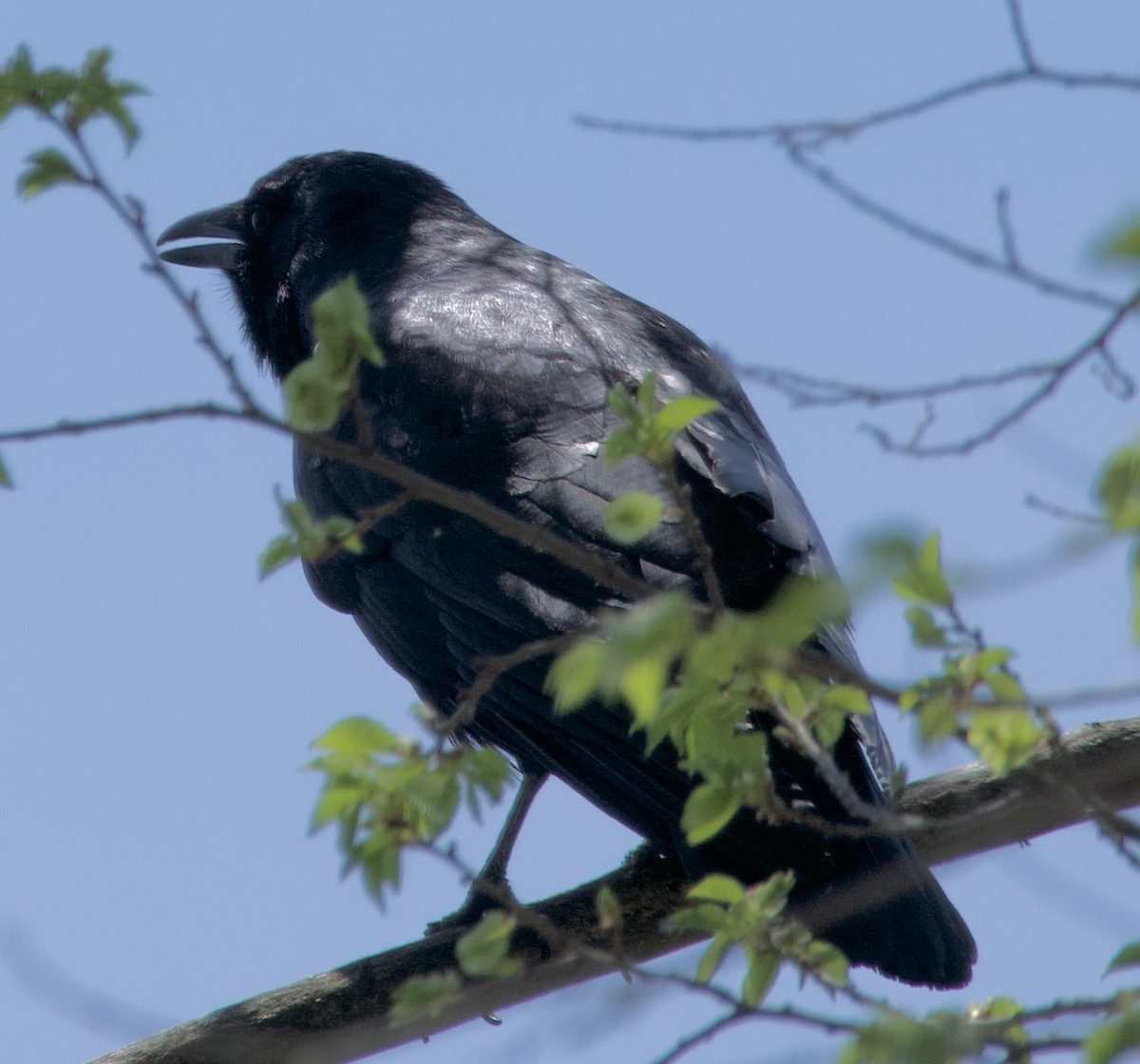 Fish Crow - ML657943391