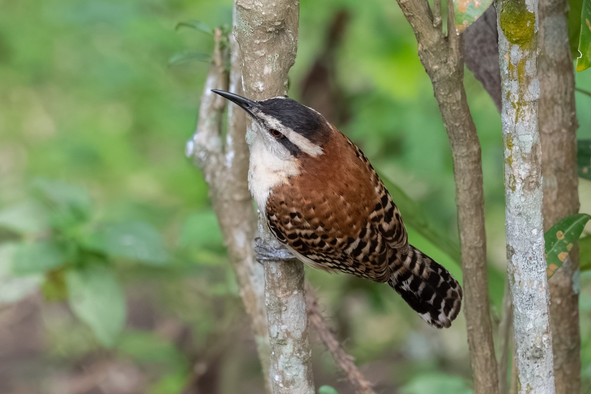 Rufous-backed Wren - ML657943679