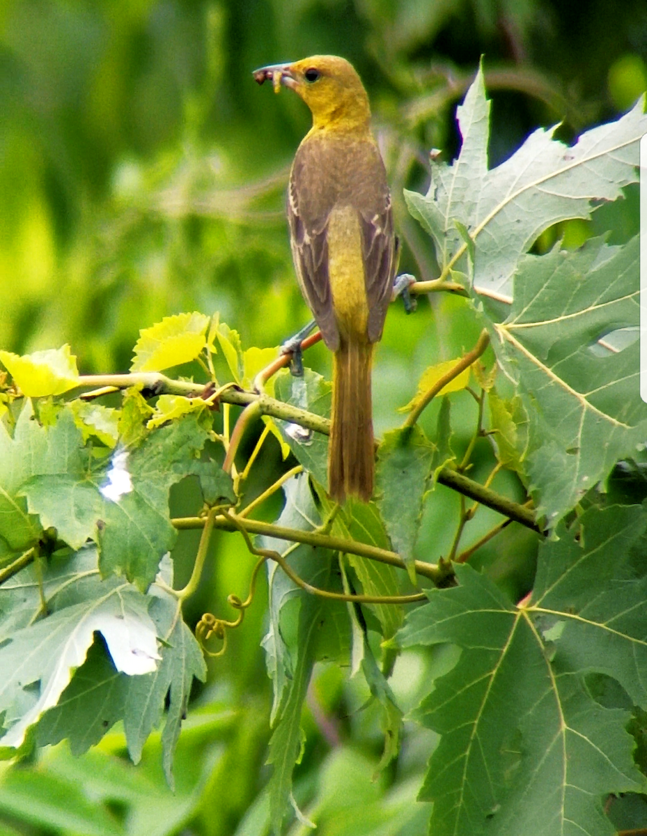 Orchard Oriole - ML65794391